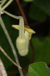 Dutchman's pipe